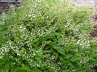 Deutzia gracilis (fam Hydrangeacees) (Japon, Chine) (2) (Photo F. Mrugala)